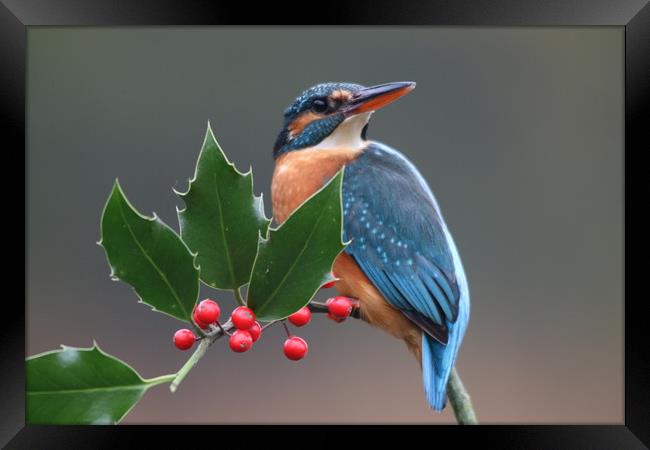 Christmas kingfisher  Framed Print by Stephen Herrell