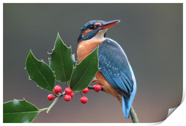 Christmas kingfisher  Print by Stephen Herrell