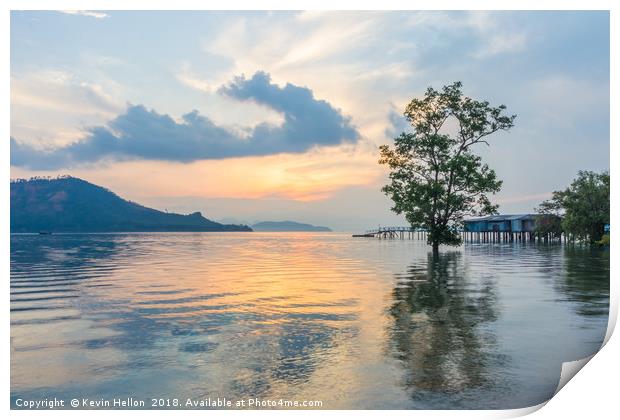 Mangrove tree at sunrise  Print by Kevin Hellon