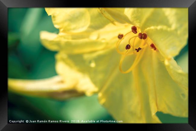 Yellow bell flower with red pistils close up Framed Print by Juan Ramón Ramos Rivero