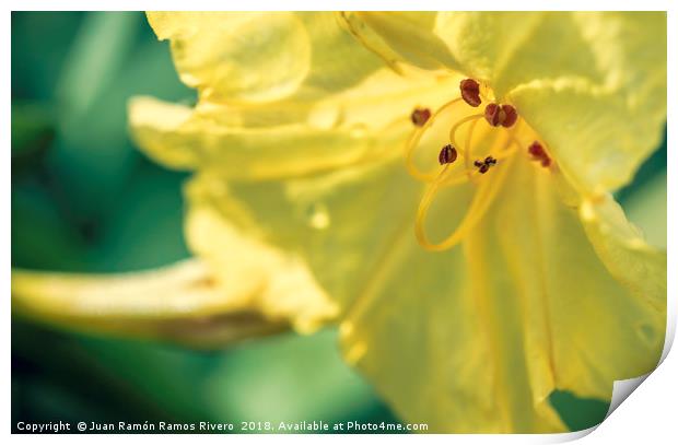 Yellow bell flower with red pistils close up Print by Juan Ramón Ramos Rivero