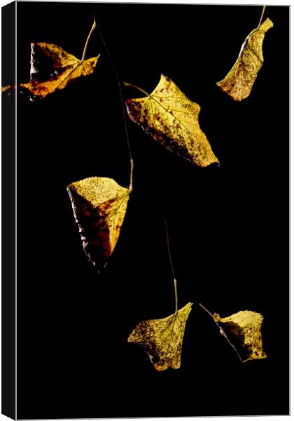 Golden leaves Canvas Print by Jonathan Tallon