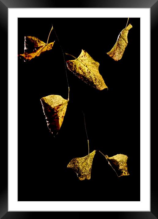 Golden leaves Framed Mounted Print by Jonathan Tallon