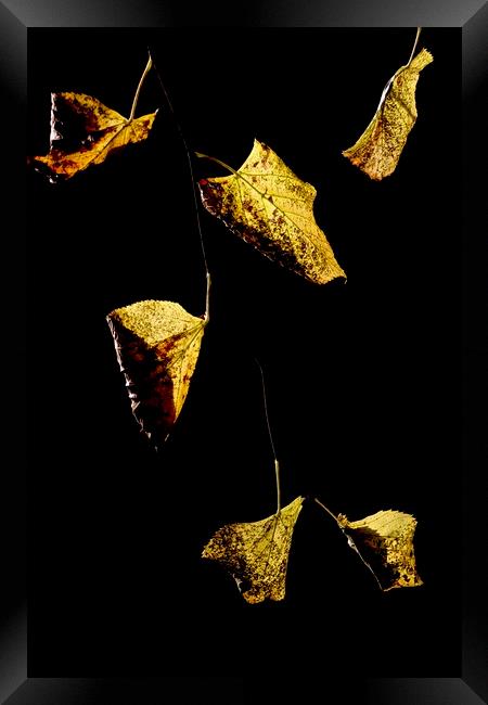Golden leaves Framed Print by Jonathan Tallon