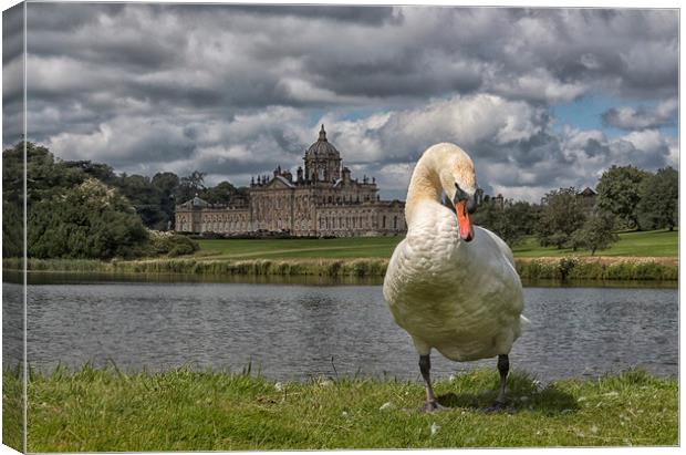 Swan and stately  Canvas Print by sean clifford