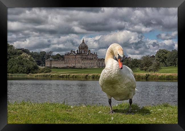 Swan and stately  Framed Print by sean clifford