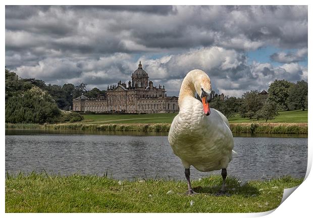 Swan and stately  Print by sean clifford