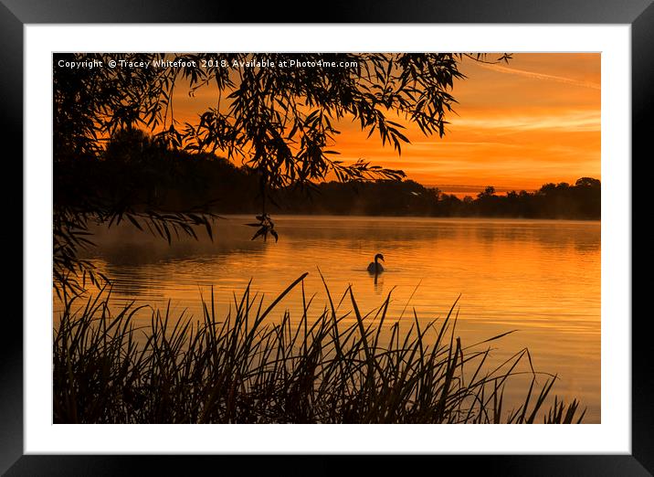 Sunrise Swim  Framed Mounted Print by Tracey Whitefoot