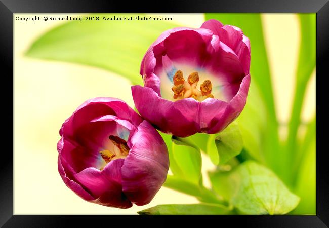 Purple Tulip flower heads Framed Print by Richard Long
