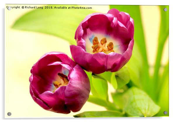 Purple Tulip flower heads Acrylic by Richard Long