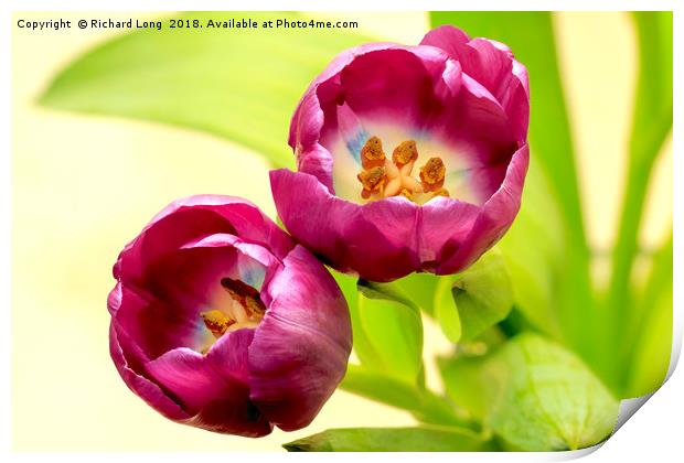 Purple Tulip flower heads Print by Richard Long