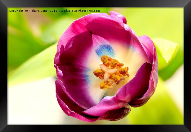  Single Purple Tulip flower head Framed Print by Richard Long