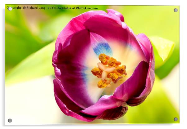  Single Purple Tulip flower head Acrylic by Richard Long