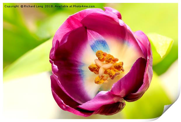  Single Purple Tulip flower head Print by Richard Long