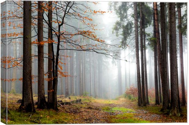 Forest in fog, autumn in a forest of the Czech Rep Canvas Print by Sergey Fedoskin