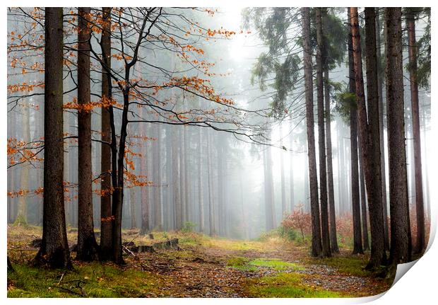 Forest in fog, autumn in a forest of the Czech Rep Print by Sergey Fedoskin