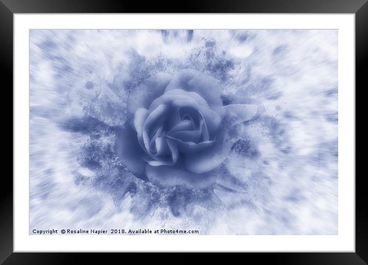 Single blue rose Framed Mounted Print by Rosaline Napier
