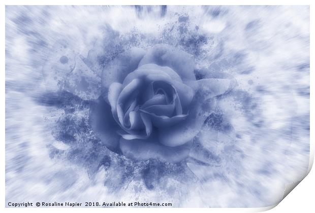 Single blue rose Print by Rosaline Napier