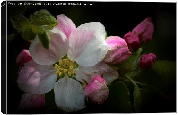 Artistic Apple Blossom Canvas Print by Jim Jones