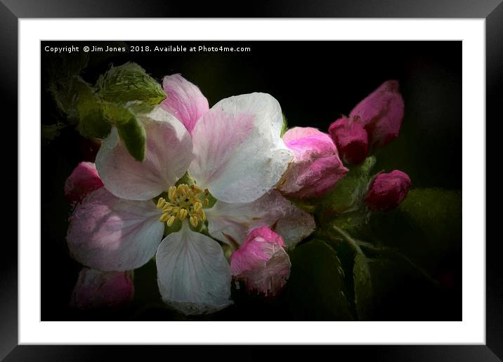 Artistic Apple Blossom Framed Mounted Print by Jim Jones