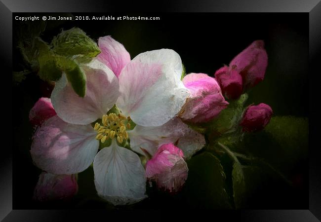 Artistic Apple Blossom Framed Print by Jim Jones