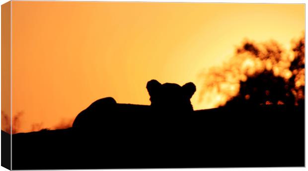 Lion Cub enjoying the Sunset Canvas Print by Nathalie Hales
