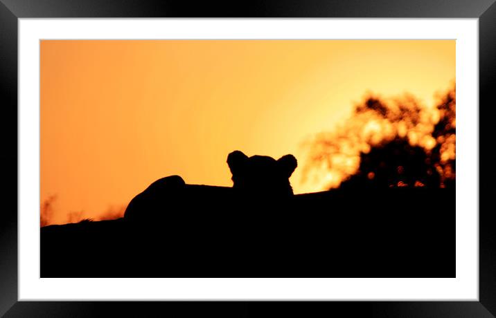 Lion Cub enjoying the Sunset Framed Mounted Print by Nathalie Hales