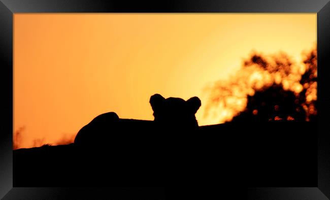 Lion Cub enjoying the Sunset Framed Print by Nathalie Hales