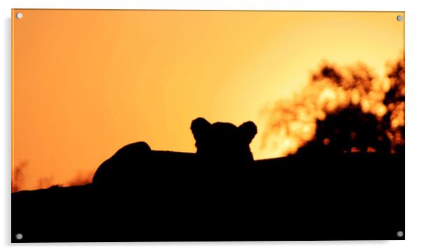 Lion Cub enjoying the Sunset Acrylic by Nathalie Hales