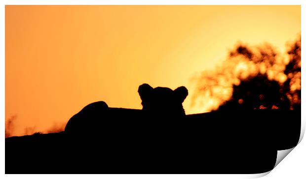 Lion Cub enjoying the Sunset Print by Nathalie Hales