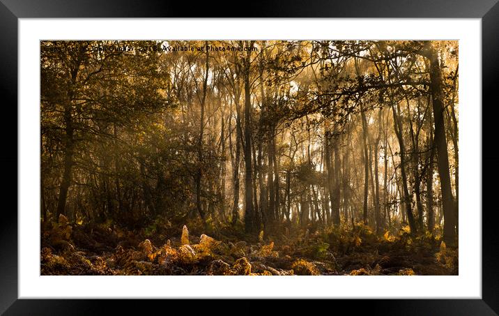 The Glade Framed Mounted Print by John Dunbar