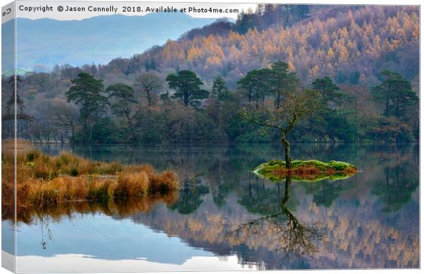 The Tree At Rydalwater Canvas Print by Jason Connolly