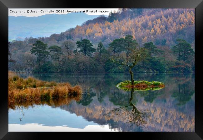 The Tree At Rydalwater Framed Print by Jason Connolly