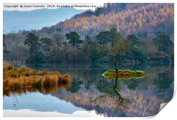 The Tree At Rydalwater Print by Jason Connolly