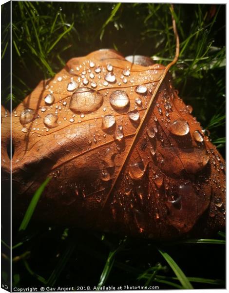 Droplets in the sun Canvas Print by Gav Argent