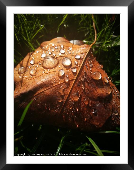 Droplets in the sun Framed Mounted Print by Gav Argent