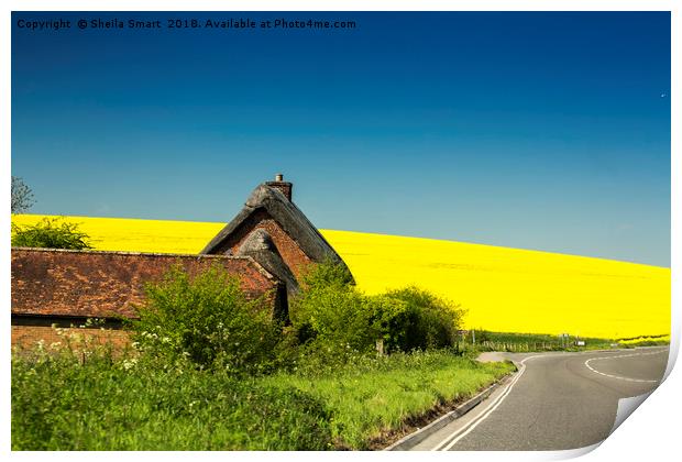 Cottage in Wiltshire with rapeseed field as backdr Print by Sheila Smart