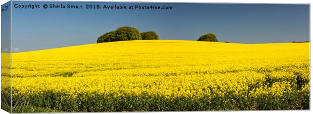 Rapeseed field in Wiltshire Canvas Print by Sheila Smart