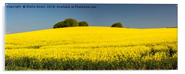 Rapeseed field in Wiltshire Acrylic by Sheila Smart