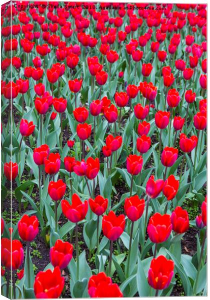 Red tulips Canvas Print by Sheila Smart