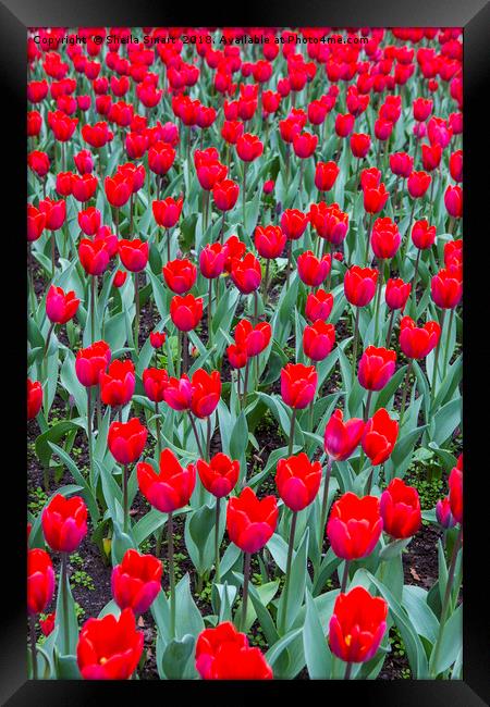 Red tulips Framed Print by Sheila Smart