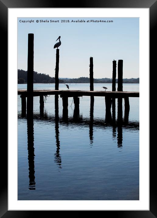 Pelican on post at Wooli Framed Mounted Print by Sheila Smart