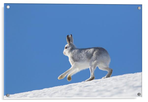 Mountain Hare in Winter Acrylic by Arterra 
