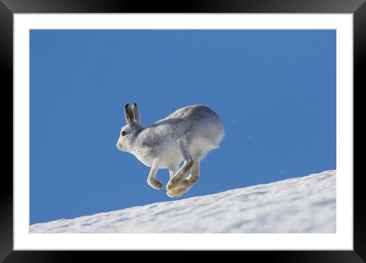 Mountain Hare running in the Snow Framed Mounted Print by Arterra 