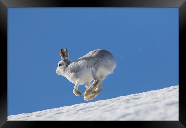 Mountain Hare running in the Snow Framed Print by Arterra 