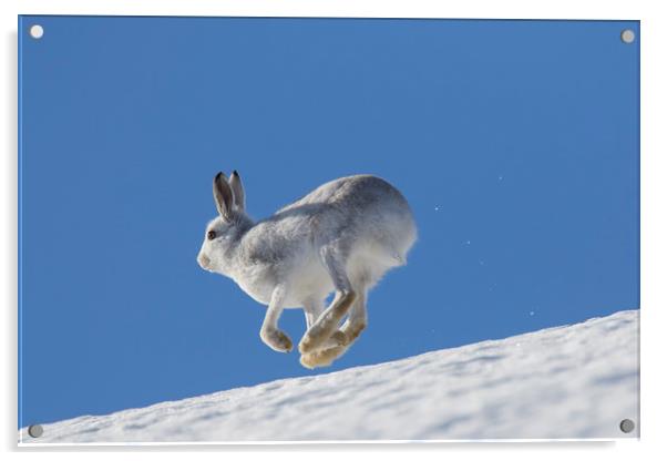 Mountain Hare running in the Snow Acrylic by Arterra 