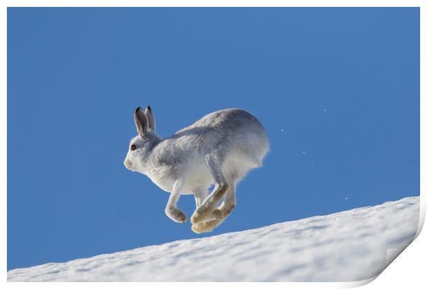 Mountain Hare running in the Snow Print by Arterra 