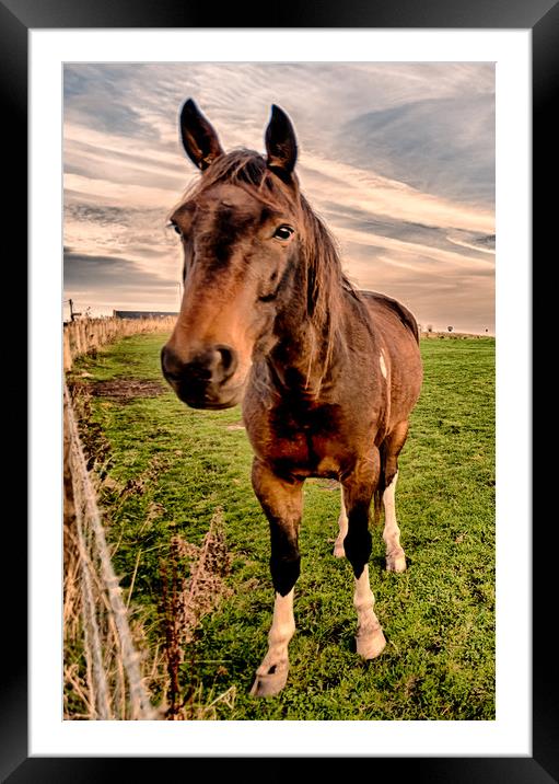Hello Mr Ed Framed Mounted Print by Naylor's Photography