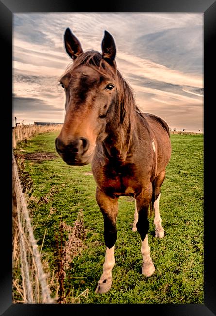 Hello Mr Ed Framed Print by Naylor's Photography