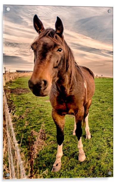 Hello Mr Ed Acrylic by Naylor's Photography